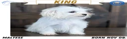 Maltese dogs for sale: King - Ad 1