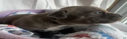 American Bully dogs for sale: American Bully 5 - Ad 3