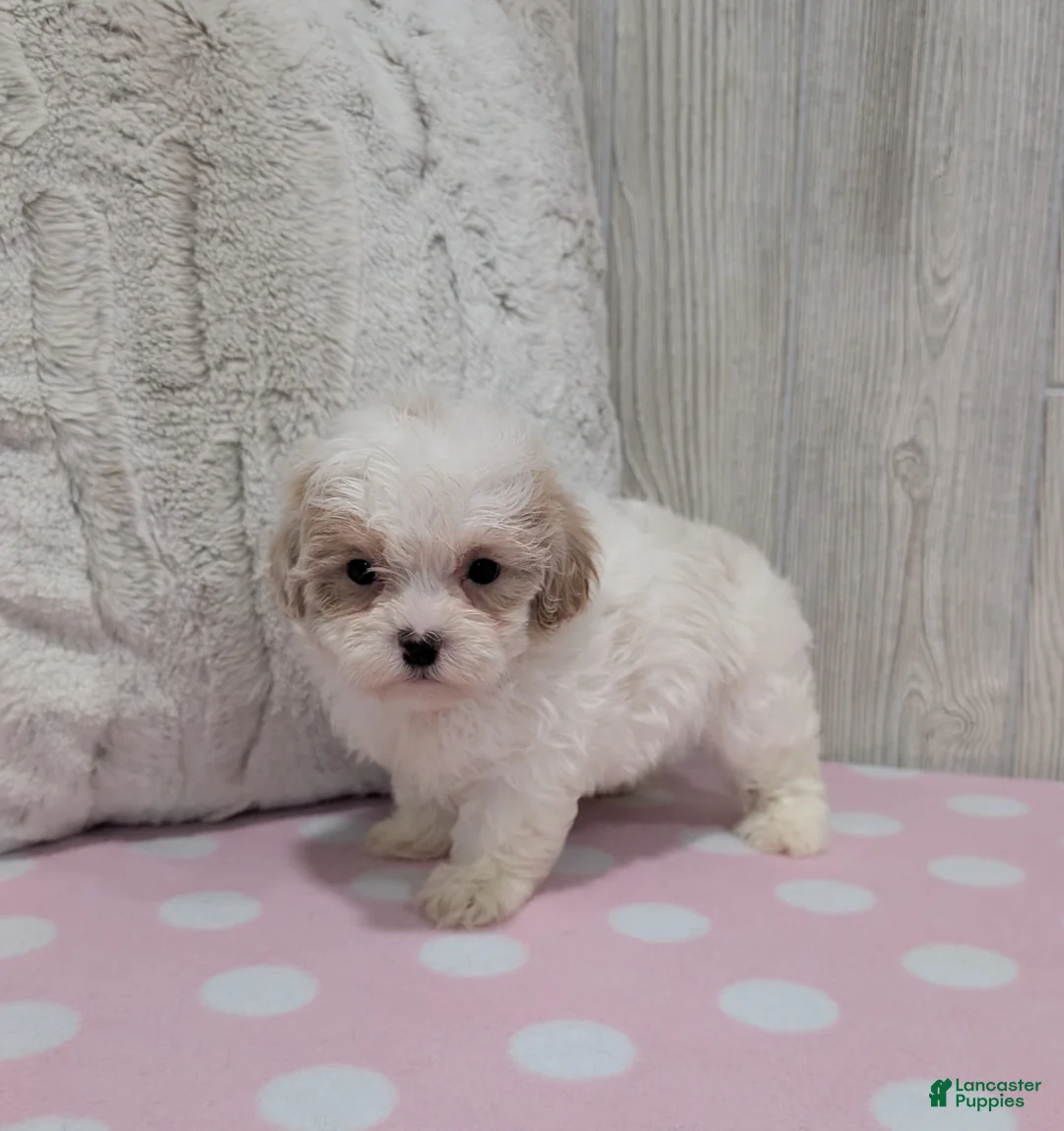 Shihpoo dogs for sale: Alice - Ad 4