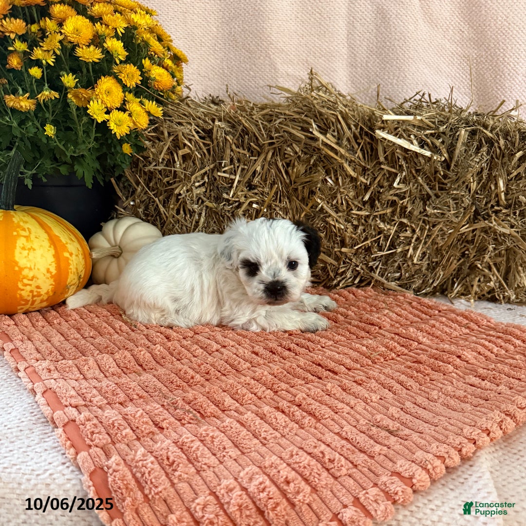 Teddy Bear dogs for sale: Oreo - Ad 2