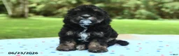 Cavapoo dogs for sale: Bingo - Ad 3