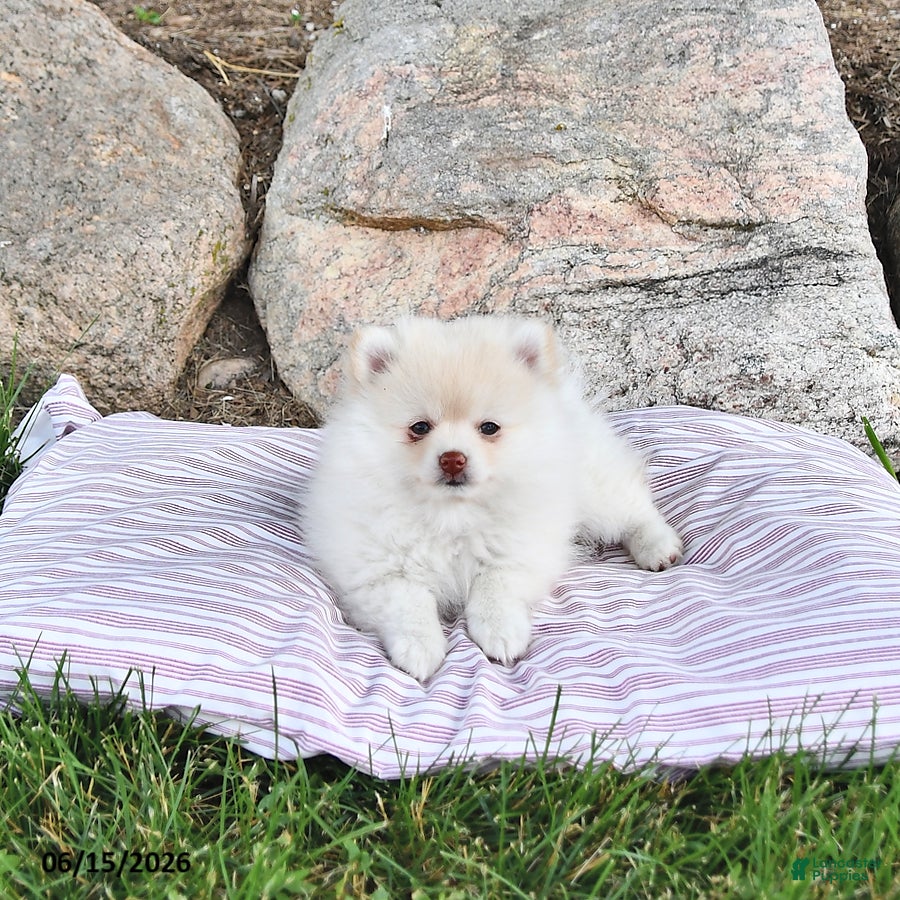 Pomeranian dogs Louie - Ad 2
