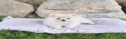 Pomeranian dogs for sale: Louie - Ad 2