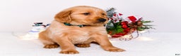 Golden Retriever dogs for sale: Benjy - Ad 9