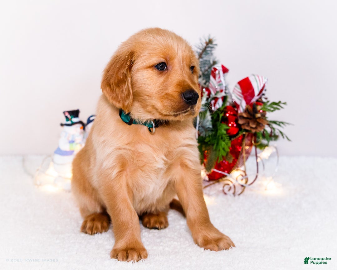 Golden Retriever dogs for sale: Benjy - Ad 9