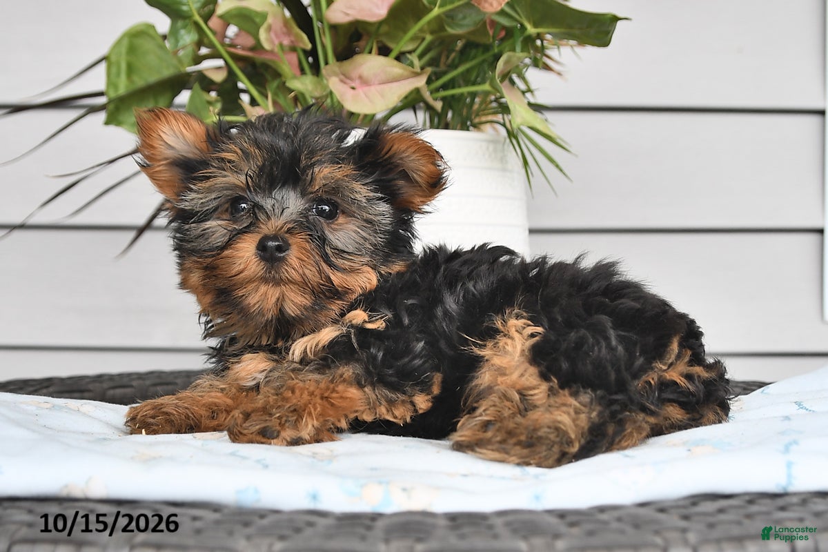 Yorkshire Terrier dogs for sale: Tiny - Ad 2