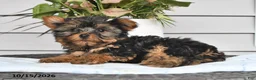 Yorkshire Terrier dogs for sale: Tiny - Ad 2