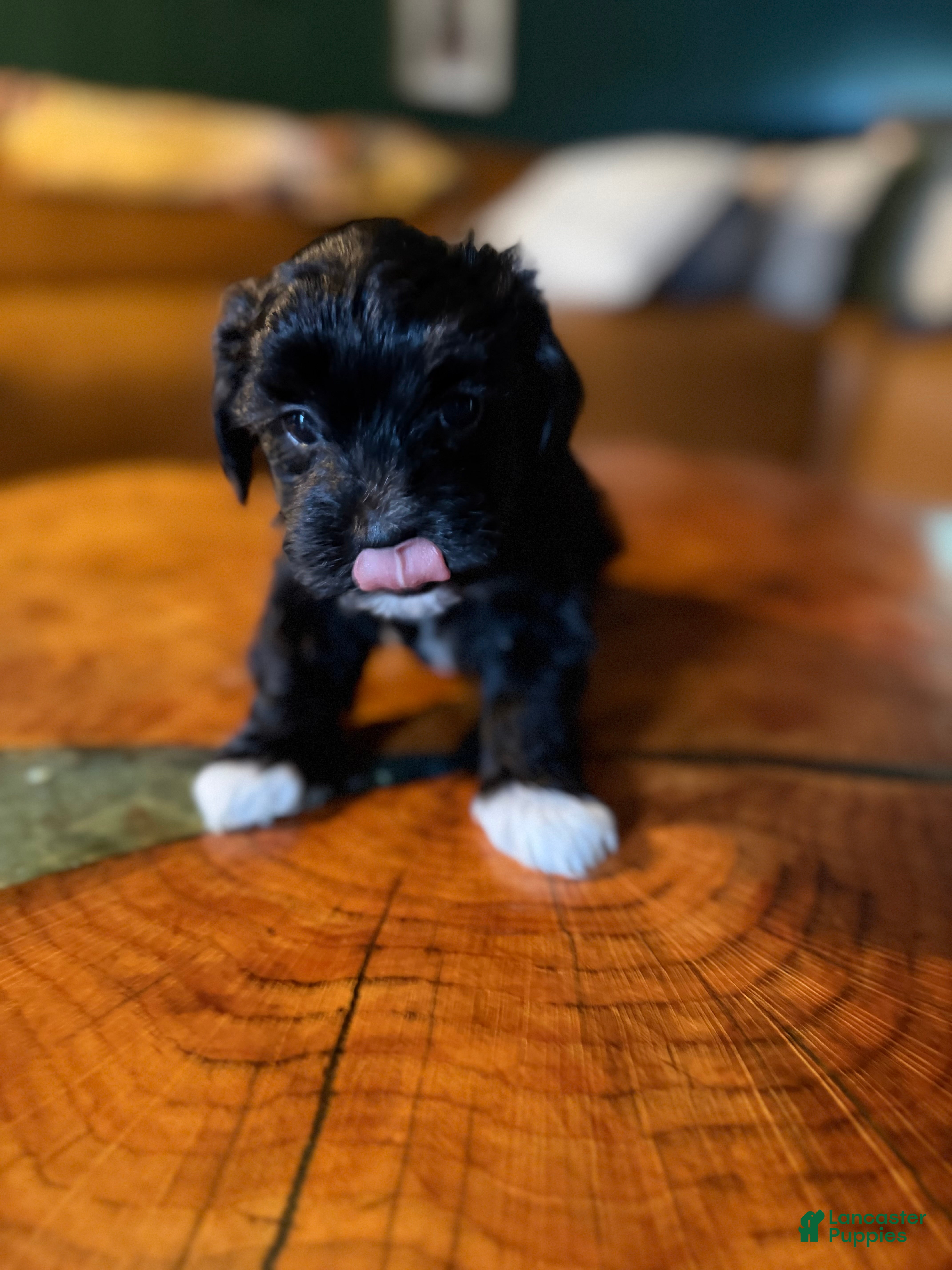 Maltipoo dogs Maltipoo 6 - Ad 10