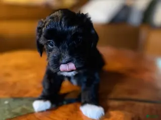 Maltipoo dogs Maltipoo 6 - Ad 19