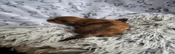 Miniature Dachshund dogs for sale: Deuce - Ad 21
