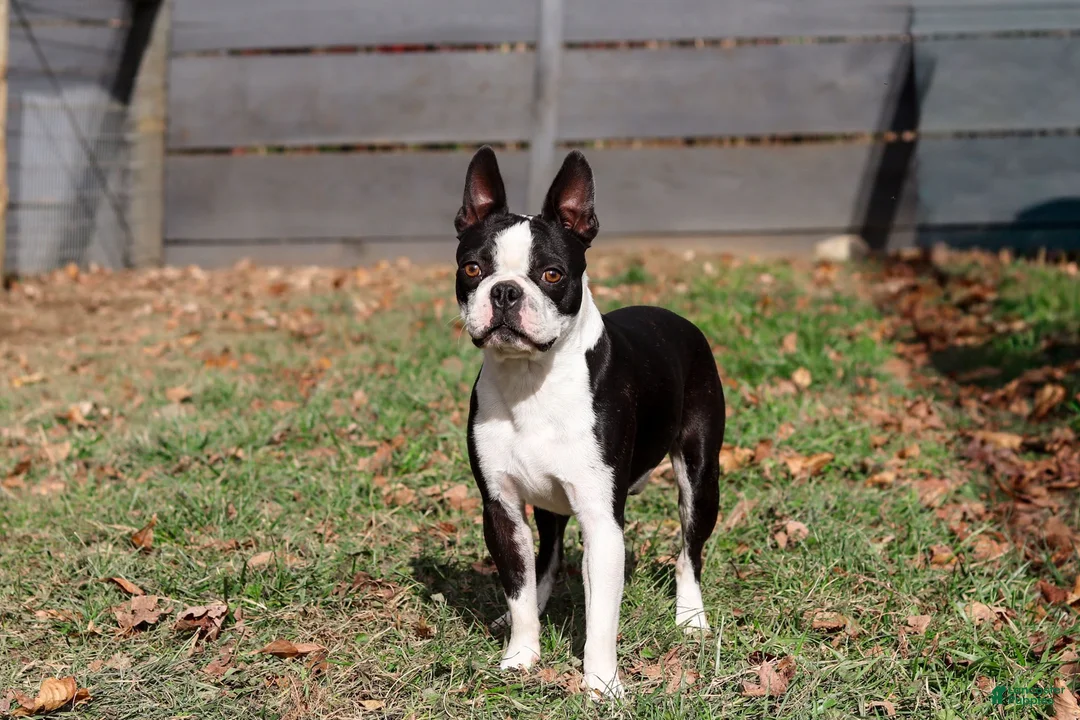 Boston Terrier dogs for sale: Meadow - Ad 9