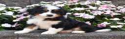 Mini Bernedoodle dogs for sale: Bagel - Ad 3