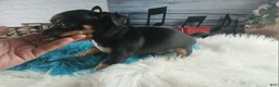 Chihuahua dogs for sale: Autumns blk tan boy. Hand Delivery  - Ad 2