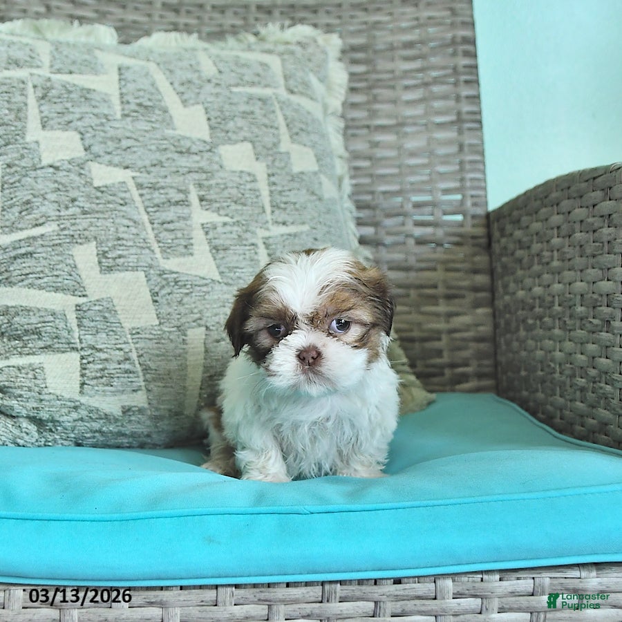 Shih Tzu dogs Tilly - Ad 1