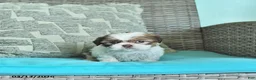 Shih Tzu dogs for sale: Tilly - Ad 1