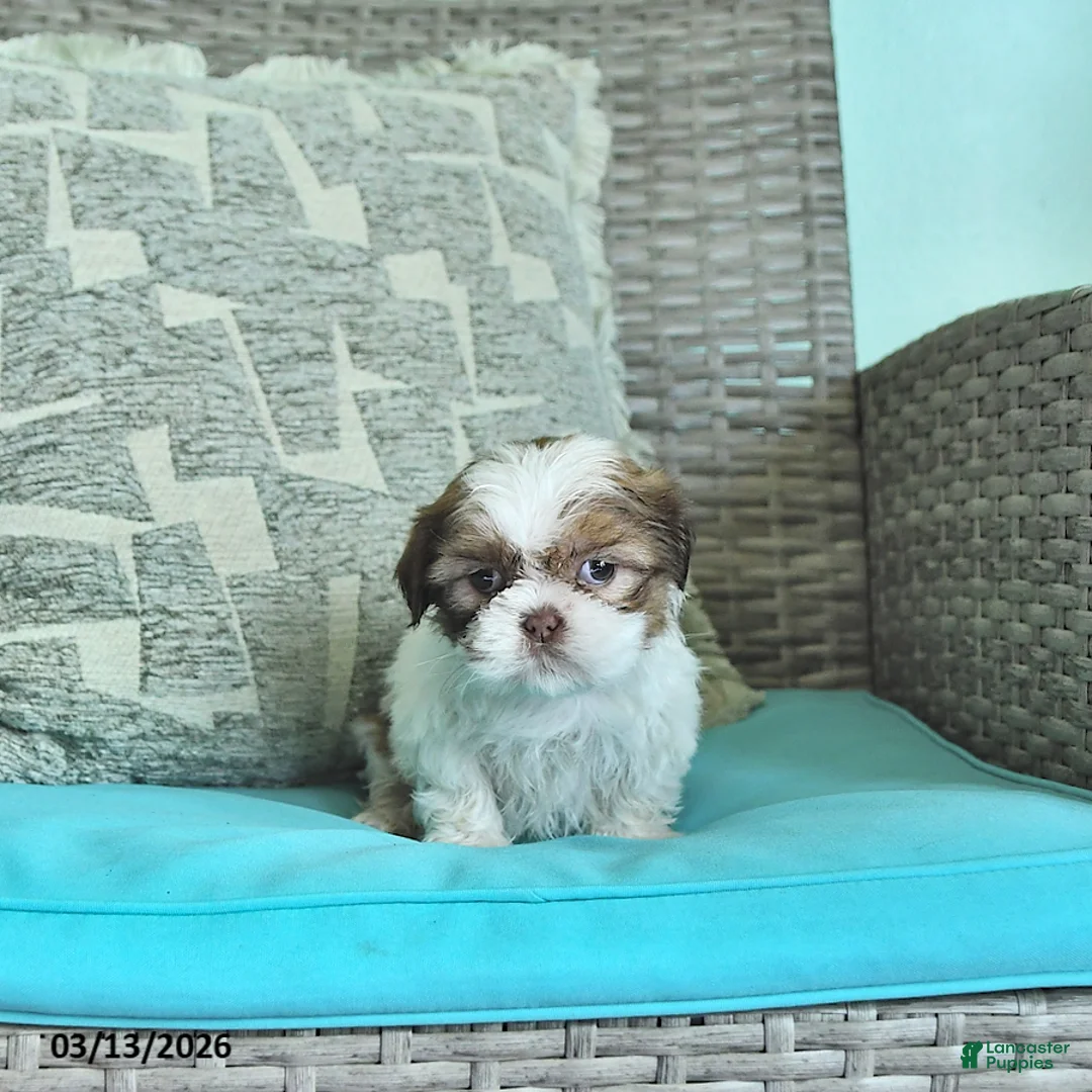 Shih Tzu dogs for sale: Tilly - Ad 1