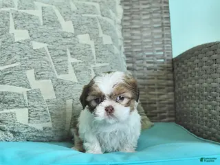 Shih Tzu dogs for sale: Tilly - Ad 2