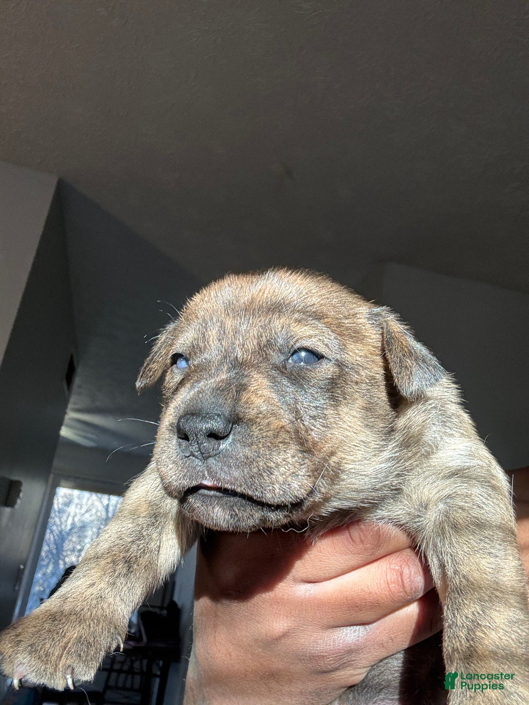 Mixed Breed dogs for sale: Mixed Breed Puppy 2 - Ad 5