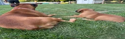 Boxer dogs for sale: Boxer 1 - Ad 3