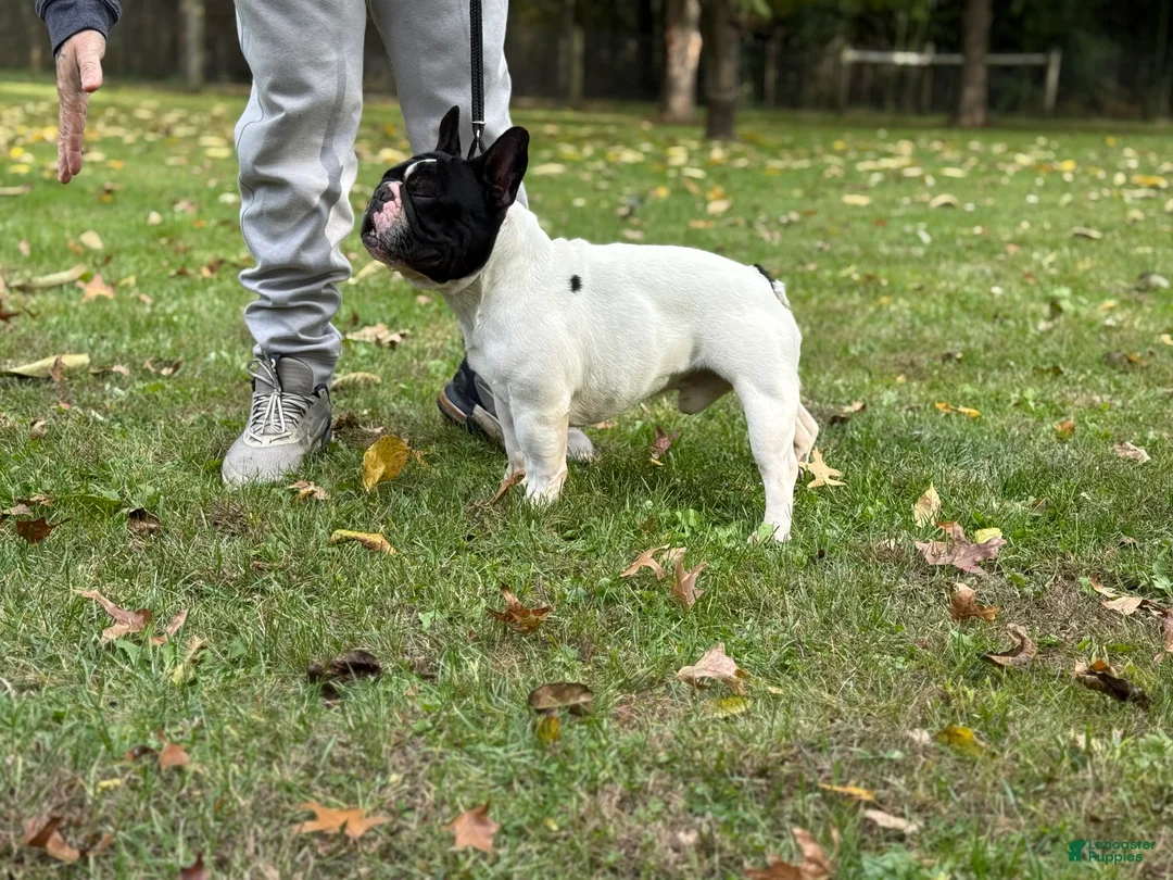 French Bulldog dogs for stud: Kasper - Ad 7