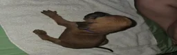 Redbone Coonhound dogs for sale: Redbone Coonhound 4(purple) - Ad 10