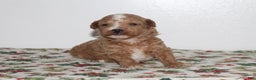 Miniature Poodle dogs for sale: Gabby - Ad 4