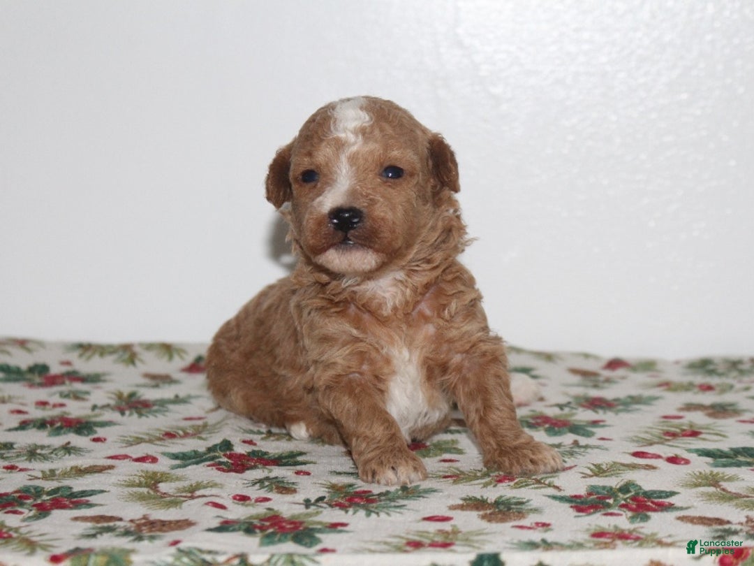 Miniature Poodle dogs for sale: Gabby - Ad 4