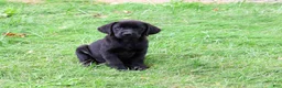 Labrador Retriever dogs for sale: Eloise - Ad 2