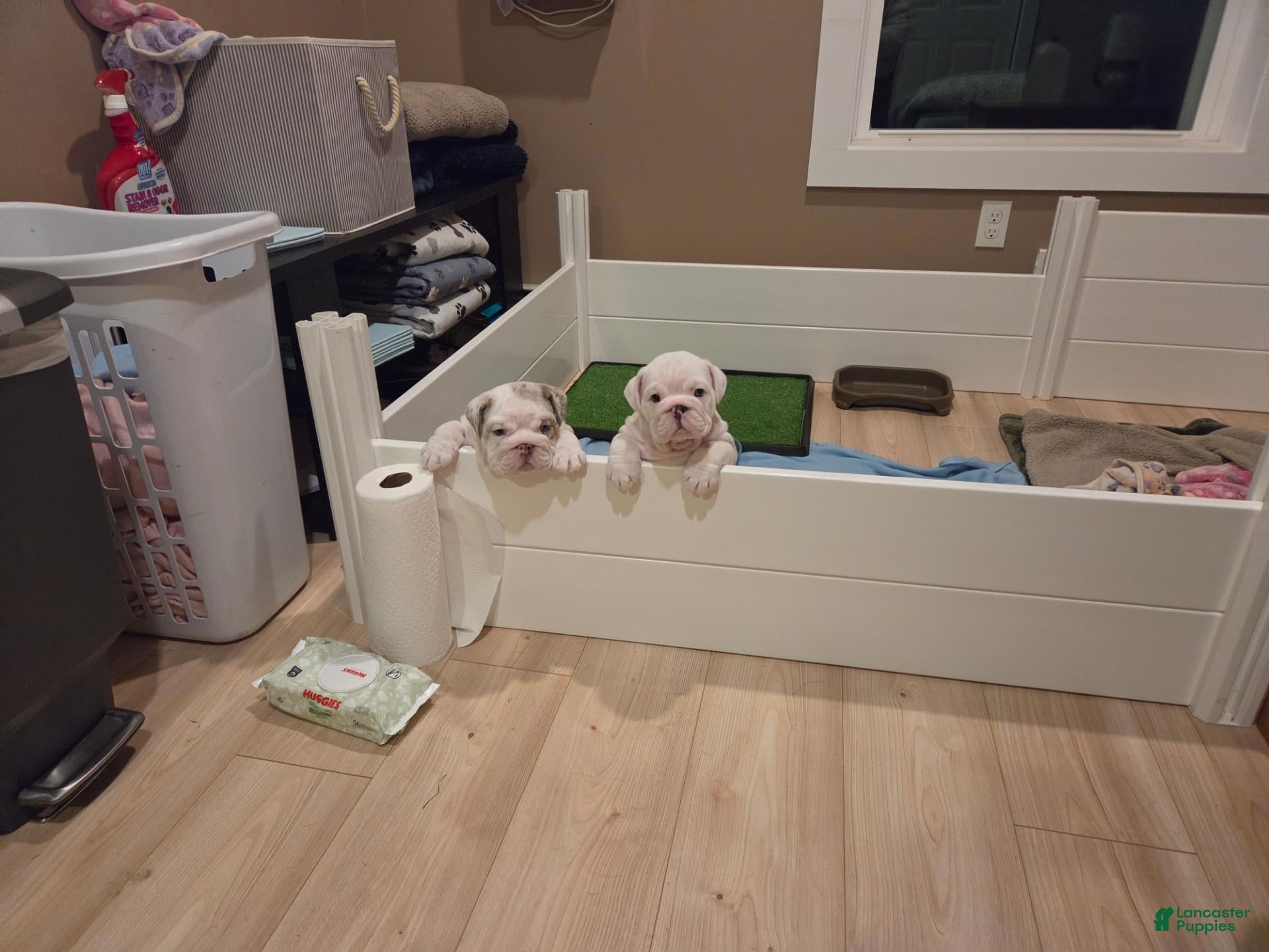 English Bulldog dogs English Bulldog 1 - Ad 2