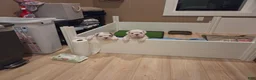 English Bulldog dogs for sale: English Bulldog 1 - Ad 2