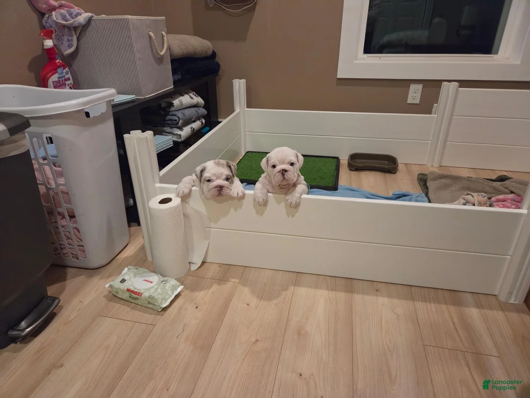 English Bulldog dogs for sale: English Bulldog 1 - Ad 2