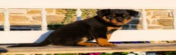 Rottweiler dogs for sale: Stockton - Ad 3