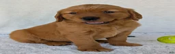 Golden Retriever dogs for sale: Miss Ruby  - Ad 7