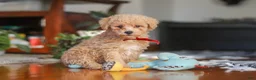 Miniature Poodle dogs for sale: Brady - Ad 4