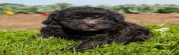 Toy Poodle dogs for sale: Black Tea - Ad 6