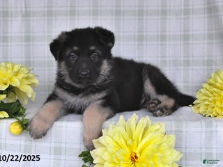 German Shepherd dogs - Ad 17