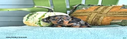 Miniature Dachshund dogs for sale: Jenson - Ad 4