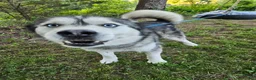 Mixed Breed dogs for sale: Sleepy - Ad 16