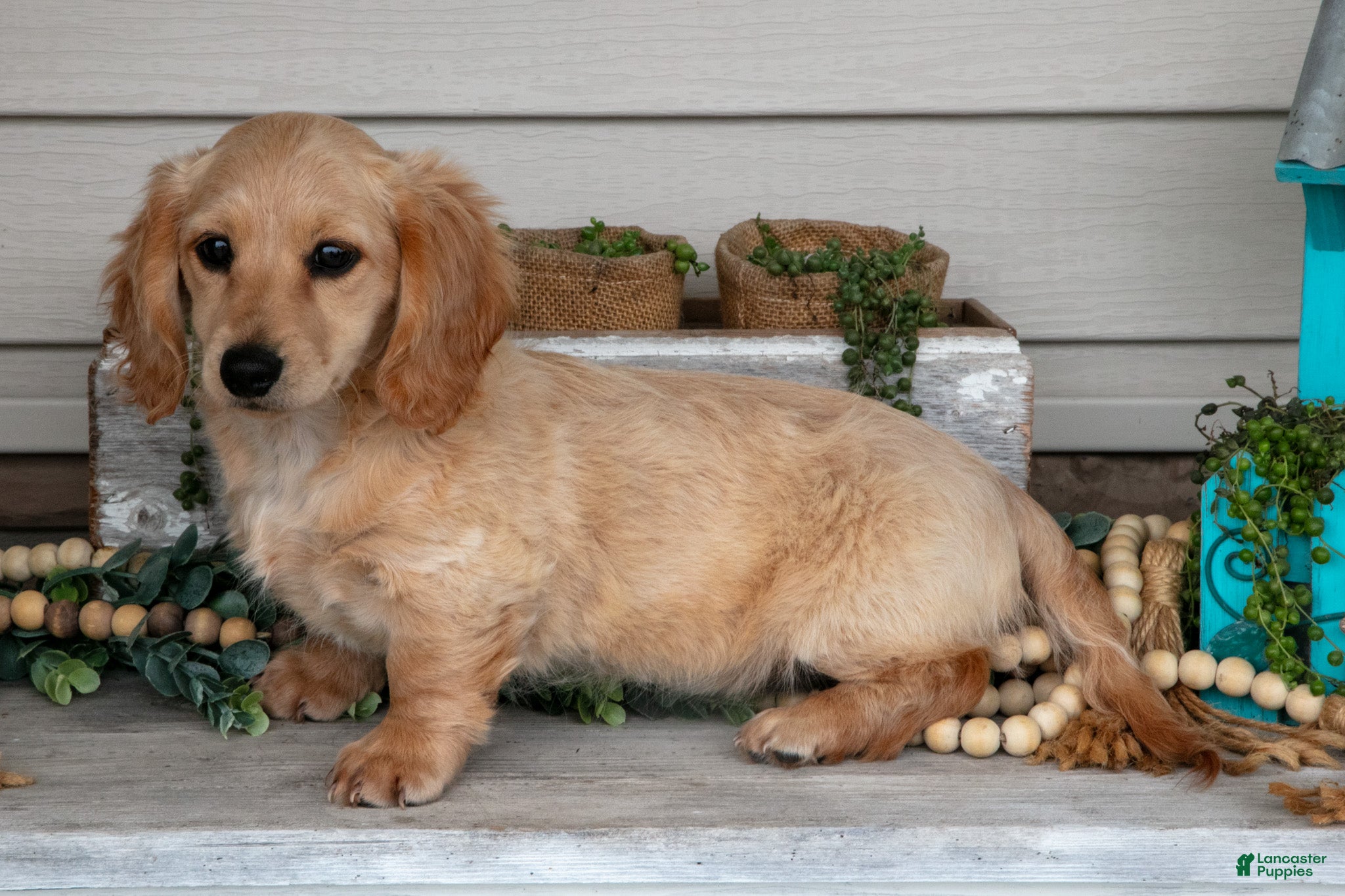 Miniature Dachshund dogs for sale: Sandy - Ad 1