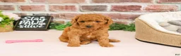 Cavapoo dogs for sale: Chanel - Ad 2