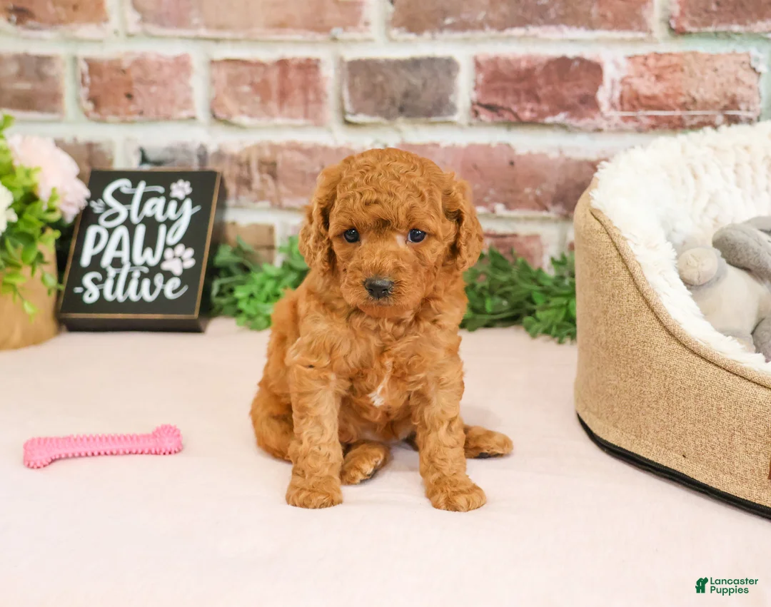Cavapoo dogs for sale: Chanel - Ad 2