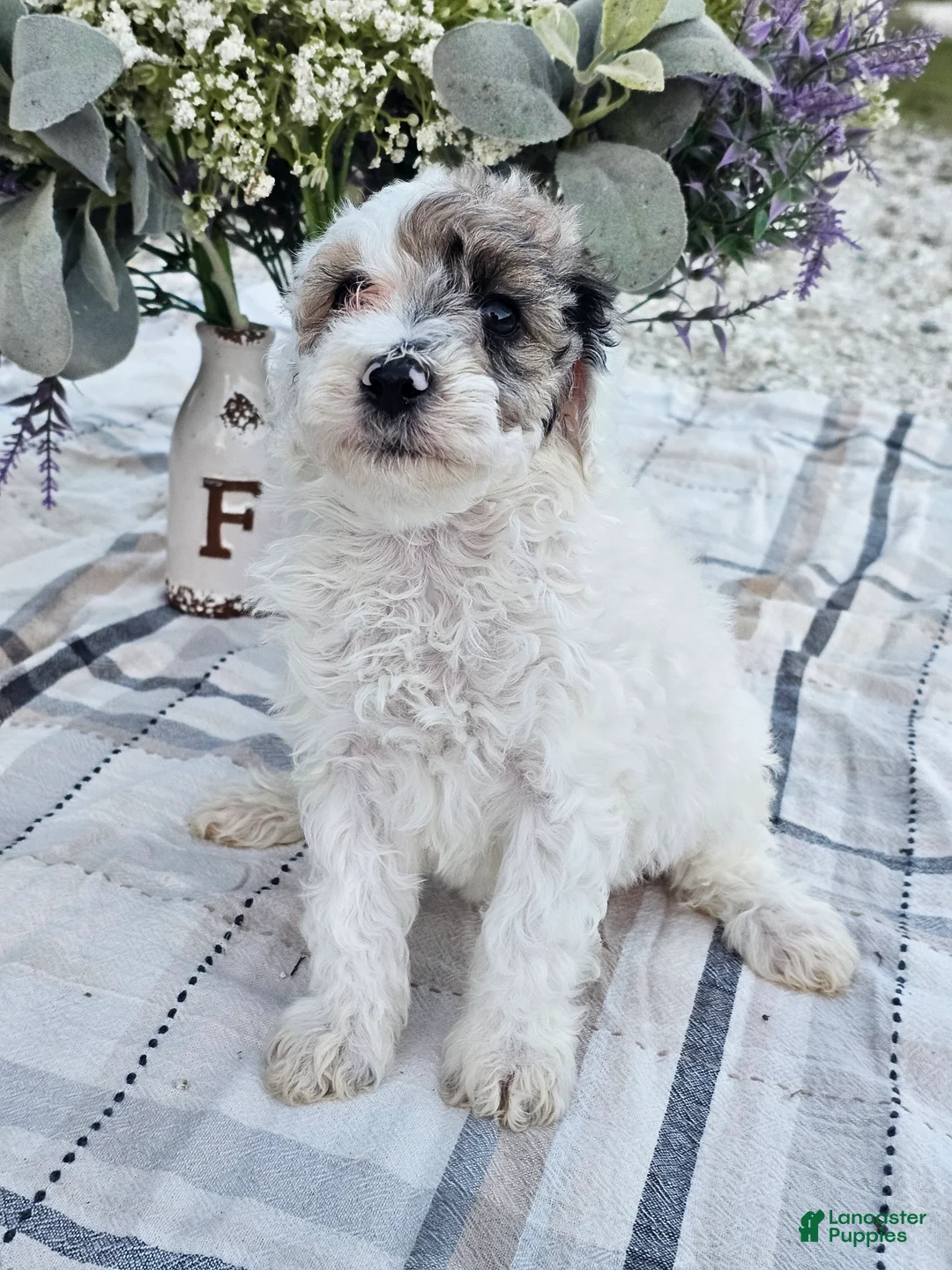 Mini Goldendoodle dogs for sale: Sage - Ad 2