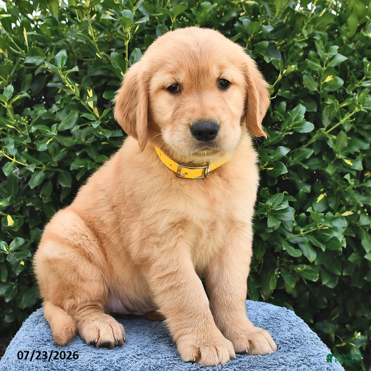 Golden Retriever dogs Lola - Ad 2