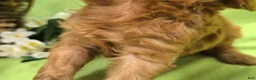 Cavapoo dogs for sale: Beetle - Ad 5