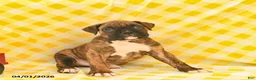 Boxer dogs for sale: Jasper  - Ad 2