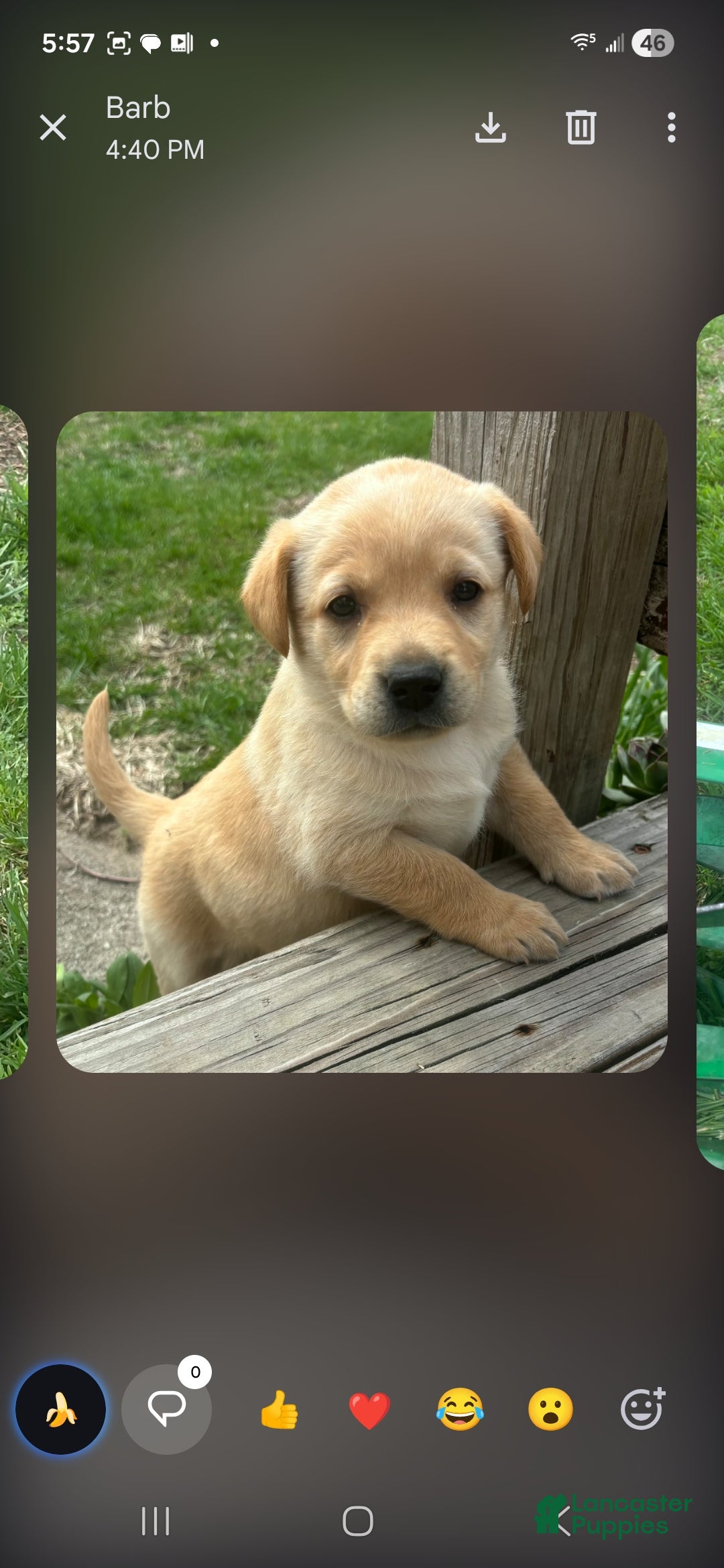 Labrador Retriever dogs Jessie - Ad 1