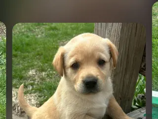 Labrador Retriever dogs for sale: Jessie - Ad 1