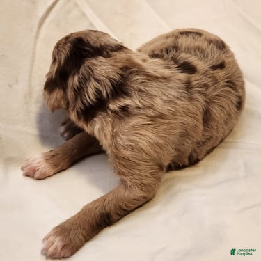 Mini Aussiedoodle dogs for sale: Ginger Female Red Merle with White Accents - Ad 7
