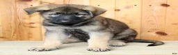 German Shepherd dogs for sale: Parker - Ad 4