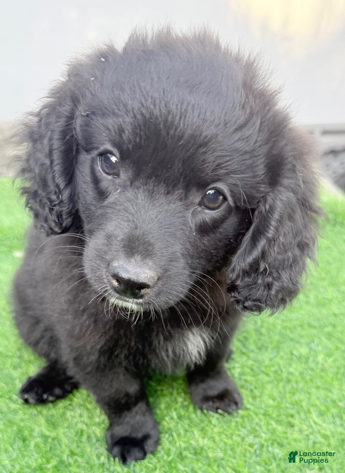 Mini Aussiedoodle dogs Lexie - Ad 1